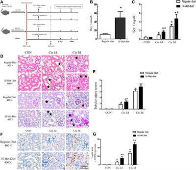 Frontiers | Hyperhomocysteinemia exacerbates acute kidney injury